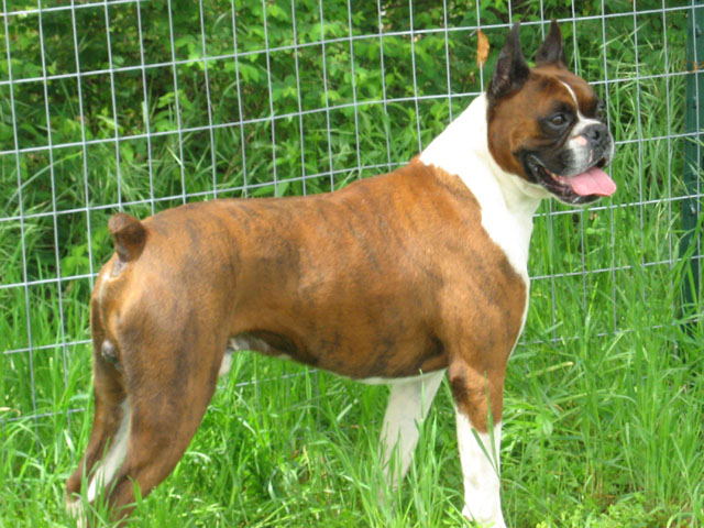 boxer puppies with tails for sale