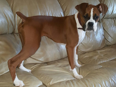 6 month sale boxer puppy