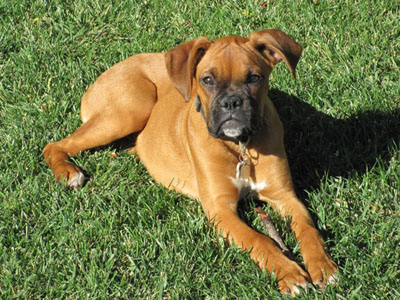 Sarge lounging in the back yard.