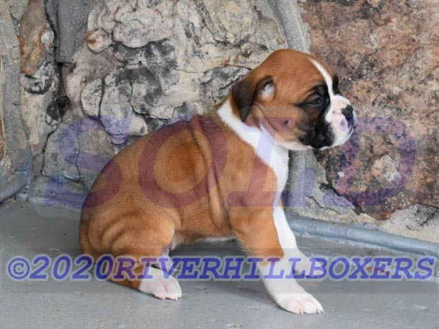 boxer dog teddy bear