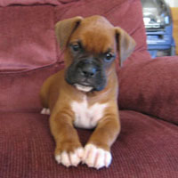 Riverhillboxers.com - Highly pedigreed AKC Boxer puppies for sale